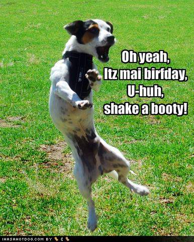Funny Pets Pictures on Funny Dog Pictures Dog Does A Dance On His Birthday    Noble